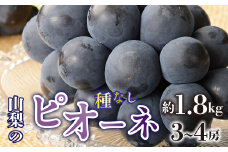＜2025年/令和7年発送先行予約＞種無しピオーネ　約1.8kg　3～4房 SWAO002