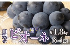 ＜2025年/令和7年発送先行予約＞種無しピオーネ　約1.8kg　3～4房 SWAO002