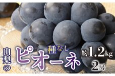 ＜2025年/令和7年発送先行予約＞種無しピオーネ　約1.2kg　2房 SWAO001