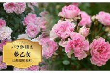 バラ鉢植え「夢乙女」 SWBD006