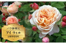 バラ鉢植え「アイ ウィル」 SWBD001