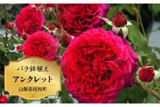 バラ鉢植え「アンクレット」 SWBD002