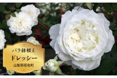 バラ鉢植え「ドレッシー」 SWBD003