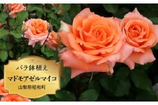 バラ鉢植え「マドモアゼルマイコ」 SWBD004