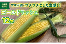 【令和7年度発送先行予約】昭和町ブランドとうもろこし「GOLDラッシュ」 SWBN002