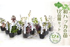 【ハーブショップYOU'樹】和ハッカの苗 3号ポット 12品種セット SWBE014