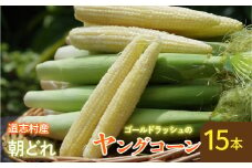 【先行予約】新鮮！朝どれヤングコーン【15本入】 ※北海道・沖縄・離島への配送不可 ※着日指定不可  ふるさと納税 野菜 やさい コーン ヤングコーン とうもろこし トウモロコシ もろこし 青果 山梨県 道志村 送料無料 DSV008
