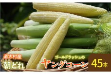 【先行予約】新鮮！朝どれヤングコーン【45本入】 ※北海道・沖縄・離島への配送不可 ※着日指定不可  ふるさと納税 野菜 やさい コーン ヤングコーン とうもろこし トウモロコシ もろこし 青果 山梨県 道志村 送料無料 DSV010