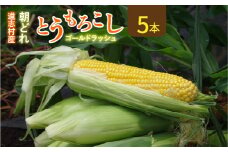 【先行予約】新鮮！朝どれトウモロコシ【5本入】 ※北海道・沖縄・離島への配送不可 ※着日指定不可  ふるさと納税 野菜 やさい コーン ヤングコーン とうもろこし トウモロコシ もろこし 青果 山梨県 道志村 送料無料 DSV004