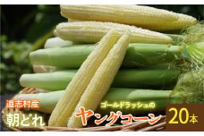 【先行予約】【2025年7月中旬～8月中旬発送】　新鮮！朝どれヤングコーン【20本入】  ふるさと納税 野菜 やさい コーン ヤングコーン とうもろこし トウモロコシ もろこし 青果 山梨県 道志村 送料無料 DSV015
