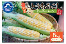 富士北麓忍野村の気候、水、自然で作られた朝採りトウモロコシ（ピーターコーン）