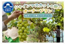 忍野村産　ぶどう(シャインマスカット)　オーナープラン栽培～収穫