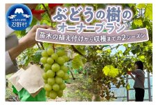 忍野村産　ぶどうの樹（シャインマスカット他、品種は相談の上決定します）　２シーズンオーナープラン　苗木植付、栽培、収穫