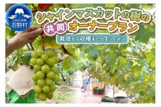 忍野村産　ぶどう(シャインマスカット)　共同オーナープラン栽培～収穫