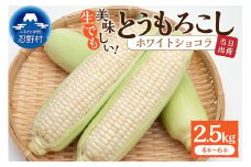 富士北麓忍野村の気候、水、自然で作られた朝採りトウモロコシ《ホワイトショコラ》4本～6本（約2.5㎏）