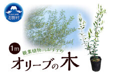 植木　オリーブ1m