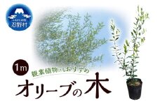 植木　オリーブ1m