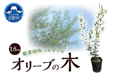 植木　オリーブ1.8m