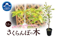 さくらんぼの木（桜桃）《品種：暖地》1.2ｍ