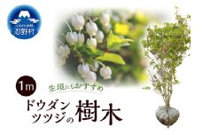 植木　ドウダンツツジ　1ｍ