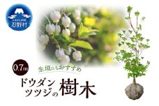 植木　ドウダンツツジ　0.7ｍ