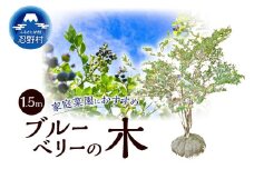 植木　ブルーベリーの木　株立ち　1.5ｍ