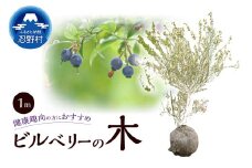 植木　ビルベリーの木　1ｍ