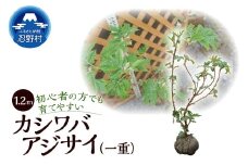 植木　カシワバアジサイ（一重）　1.2ｍ