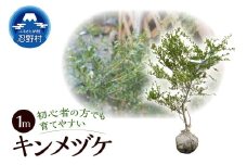 植木　キンメツゲ　1ｍ