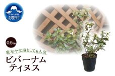 植木　ビバーナムティヌス　0.5ｍ