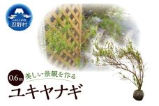 植木　ユキヤナギ（雪柳）　0.6ｍ