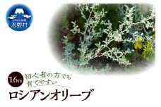 植木　ロシアンオリーブ　1.6ｍ