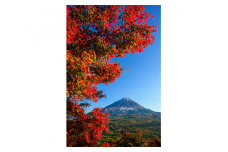 富士山フォトパネル（紅葉） NSF009