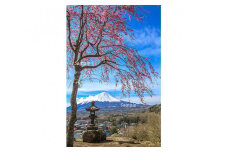 富士山フォトパネル（桜） NSF010