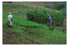 ふるさと小菅をきれいに！除草、清掃等サービス