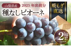 【2025年先行予約】朝もぎ直送！『 種なし ピオーネ 』 3～5房 約2kg規格箱入り フルーツ 果物 くだもの ぶどう ブドウ 葡萄 甘い 旬 新鮮 朝採れ ジューシー 種無し 山梨 歴史と伝統を受け継ぐ達人のこだわり葡萄【tab0183】