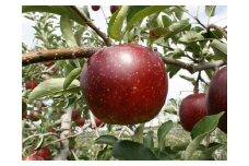 贈答用にも！JA信州うえだ「秋映」りんご 特秀5kg [№5312-0056]