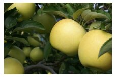 贈答用にも！JA信州うえだ「シナノゴールド」りんご 特秀約5kg [№5312-0058]