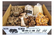 朝採りきのこ6種詰め合わせ [№5312-0382]