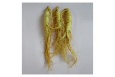 生高麗人参 6年根 細 3本 高麗人参 生 六年生 健康食品 健康 疲労回復 血行 改善 食品 美容 特産 薬膳 高麗人参酒 人参 調理 長野 信州 [№5312-0268]