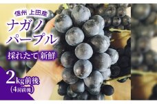 ナガノパープル 2kg前後 4房前後 ぶどう 葡萄 ブドウ 長野パープル 2kg 果物 くだもの フルーツ デザート 大粒 旬の果物 旬のフルーツ 長野県 長野 [№5312-0800]