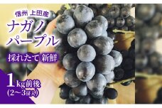 ナガノパープル 1kg前後 2～3房 ぶどう 葡萄 ブドウ 長野パープル 1kg 果物 くだもの フルーツ デザート 大粒 旬の果物 旬のフルーツ 長野県 長野 [№5312-0799]