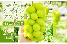 シャインマスカット 2kg前後 4房前後 ぶどう 葡萄 ブドウ マスカット 2kg 果物 くだもの フルーツ デザート 旬の果物 旬のフルーツ 長野県 長野 [№5312-0798]