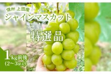 特選 シャインマスカット 1kg前後 2～3房 ぶどう 葡萄 ブドウ マスカット 1kg 果物 くだもの フルーツ デザート 旬の果物 旬のフルーツ ギフト 贈り物 プレゼント 長野県 長野 [№5312-0809]