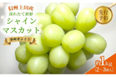 2025年先行予約 シャインマスカット 信州上田産金剛寺ぶどう 約1kg 2～3房 ぶどう 葡萄 ブドウ マスカット 1kg 果物 くだもの フルーツ デザート 旬の果物 旬のフルーツ 長野県 長野 [№5312-0944]