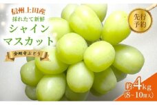 2025年先行予約 シャインマスカット 信州上田産金剛寺ぶどう 約4kg 8～10房 ぶどう 葡萄 ブドウ マスカット 4kg 果物 くだもの フルーツ デザート 旬の果物 旬のフルーツ 長野県 長野 金剛寺ぶどう [№5312-0946]