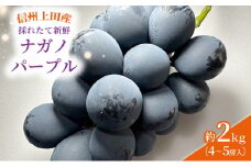 ぶどう 信州上田産 ナガノパープル 約2kg 4～5房 ぶどう 葡萄 ブドウ 長野パープル 2kg 果物 くだもの フルーツ デザート 旬の果物 旬のフルーツ 長野県 長野 [№5312-0948]