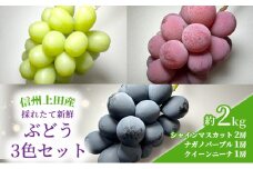 ぶどう 3色 セット 信州上田産 約2kg 4房 詰め合わせ シャインマスカット ナガノパープル クイーンニーナ 葡萄 ブドウ 2kg 果物 くだもの フルーツ デザート 旬のフルーツ 長野県 長野 [№5312-0950]