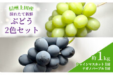 ぶどう 2色 セット 信州上田産 約1kg 2房 詰め合わせ シャインマスカット ナガノパープル 葡萄 ブドウ 1kg 果物 くだもの フルーツ デザート 旬の果物 旬のフルーツ 長野県 長野 [№5312-0951]