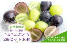 ぶどう 信州上田産 つぶつぶぶどう 2色 セット 36粒 シャインマスカット ナガノパープル 各18粒 詰め合わせ 葡萄 ブドウ マスカット 果物 くだもの フルーツ 旬のフルーツ 長野県 長野 [№5312-0955]